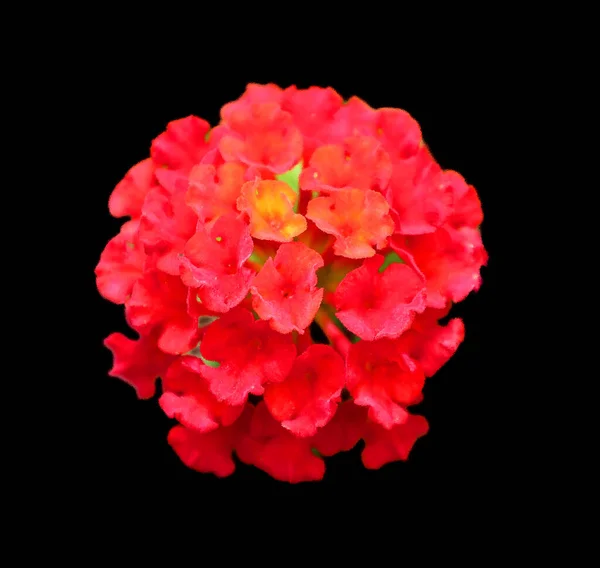 bright red flower isolated on a black background.