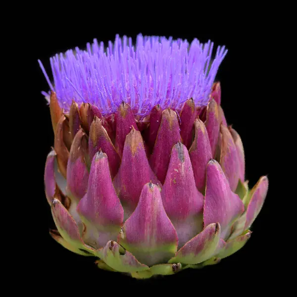 Bodlák Běžný Název Skupiny Kvetoucích Rostlin Které Vyznačují Listy Ostrými — Stock fotografie