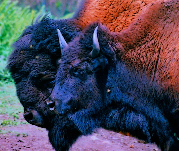 Gros Plan Bison Dans Forêt — Photo