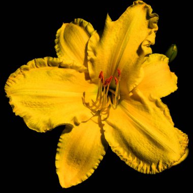 Siyah arkaplanı olan sarı bir çiçek.