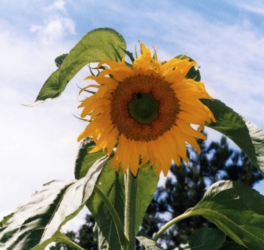 Arka plan mavi bir gökyüzü ile bir ayçiçeği