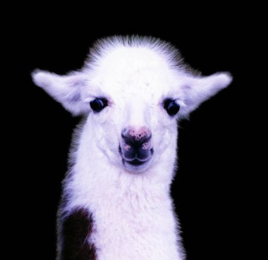 Alpaca, Güney Amerika kamelyasının evcil bir türüdür. Görünüşü küçük bir lama gibi. Alpakalar Güney Peru And Dağları 'nın yükseklerinde otlayan sürüler halinde tutulurlar.