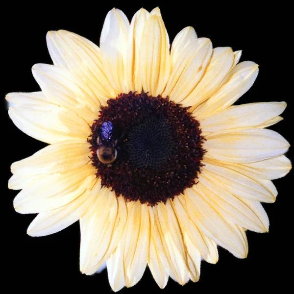 a bee on a sunflower with a black background