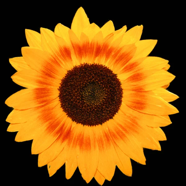 a sunflower with a black background