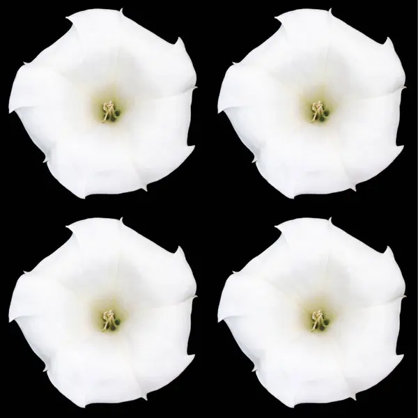 four white flowers on a black background
