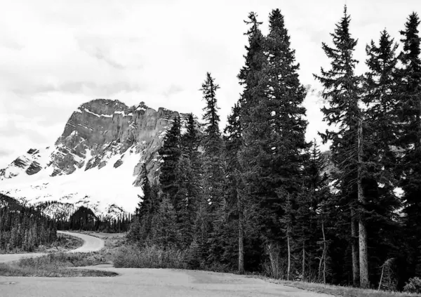 a black and white photo of a mountain road with trees