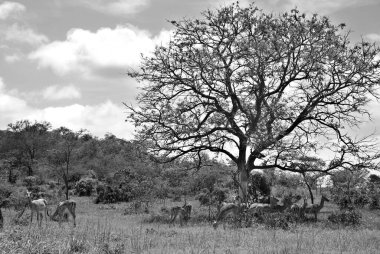 Kruger Park, Güney Afrika, Impala (Aepyceros melampus) Doğu ve Güney Afrika 'da bulunan orta büyüklükte bir antiloptur..
