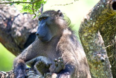 Babunlar, Cercopithecine alt familyasının bir parçası olan Papio cinsine ait Afrika Eski Dünya maymunlarıdır. Beş tür vardır, bunlar primat sınıfının en büyük hominid olmayan üyelerindendir. 