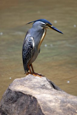 Güzel Kingfisher, doğal ortamda kayaların üzerinde oturuyor.