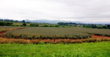 Afrika 'nın güzel tarım arazisi