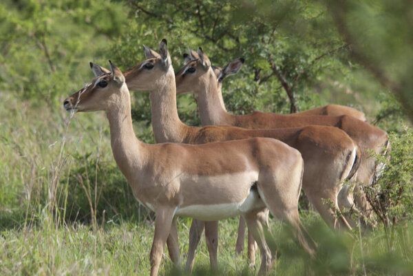 Импалас Хлухлуве имфолози парк в Южной Африке