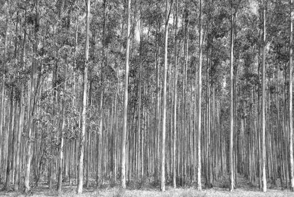 Eucalyptus species in South Africa are responsible for the loss of 16% of the 1,444 million cubic metres of water resources lost to invasive plants every year