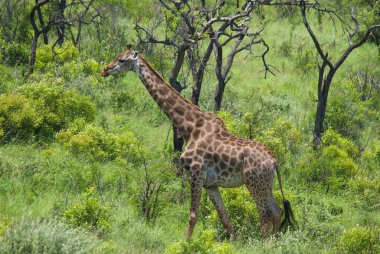 Zürafa, zürafa camelopardalis. Afrika tek parmaklı, düzensiz memeli, karada yaşayan hayvan türlerinin en uzun olanı, ve en büyük geviş getiren.