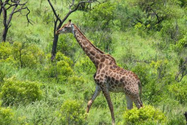 Zürafa, zürafa camelopardalis. Afrika tek parmaklı, düzensiz memeli, karada yaşayan hayvan türlerinin en uzun olanı, ve en büyük geviş getiren.