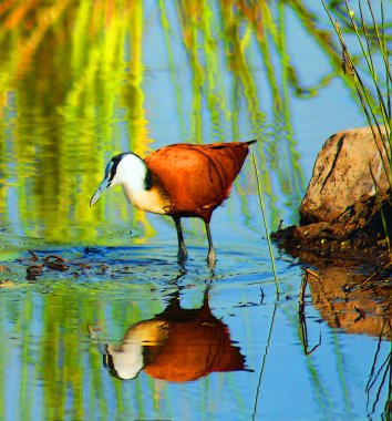 African jacana (Actophilornis africanus) is a wader in the family Jacanidae. It has long toes and long claws that enables it to walk on floating vegetation in shallow lakes, its preferred habitat. clipart