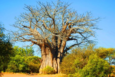 Afrika savanasındaki ağaç