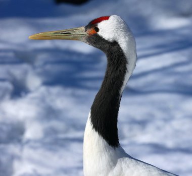 Kırmızı taçlı vinç (Grus japonensis), ayrıca Mançurya vinci veya Japon turnası olarak da bilinir. 