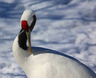 Kırmızı taçlı vinç (Grus japonensis), ayrıca Mançurya vinci veya Japon turnası olarak da bilinir. 