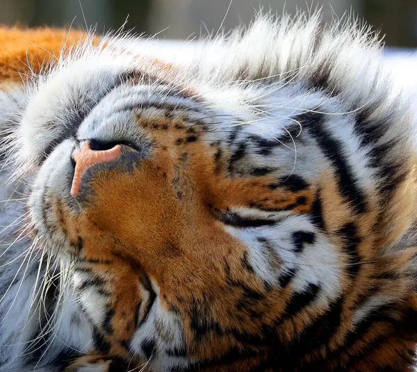 portrait of cute tiger resting in zoo