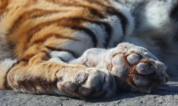 close up view of tigers paws in zoo