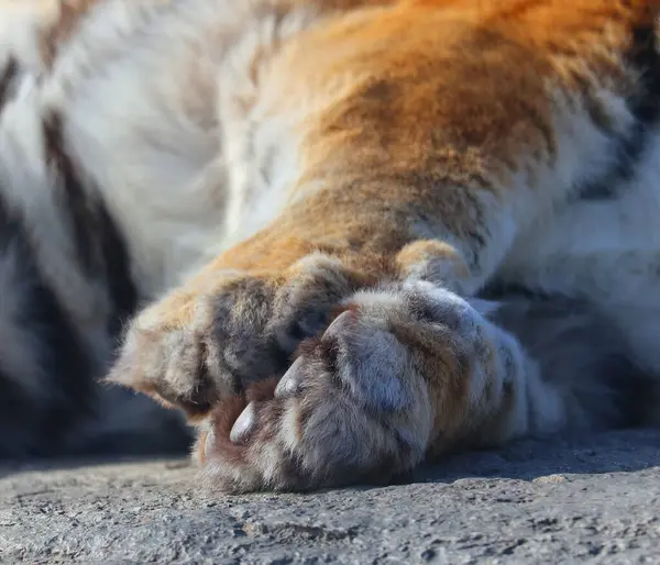 close up view of tigers paws in zoo