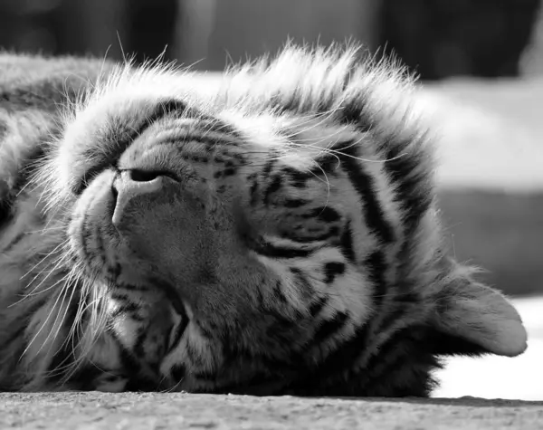 portrait of cute tiger resting in zoo