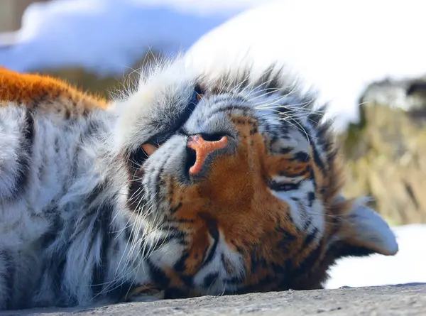 Retrato Tigre Bonito Descansando Zoológico Imagens De Bancos De Imagens