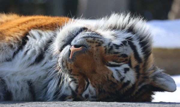 Porträt Eines Niedlichen Tigers Der Zoo Ruht lizenzfreie Stockfotos