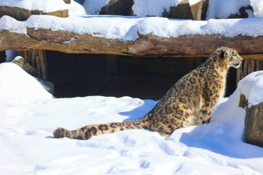Kar leoparı, Orta ve Güney Asya 'nın sıradağlarına özgü büyük bir kedidir. Tehdit Altındaki Türlerin IUCN Kırmızı Listesi 'nde nesli tükenmekte olan türler listesinde yer alıyor.