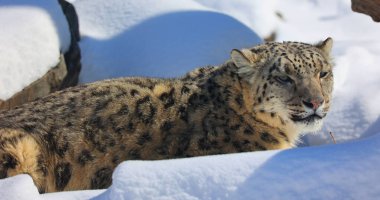Kar leoparı, Orta ve Güney Asya 'nın sıradağlarına özgü büyük bir kedidir. Tehdit Altındaki Türlerin IUCN Kırmızı Listesi 'nde nesli tükenmekte olan türler listesinde yer alıyor.