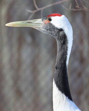 Kırmızı taçlı turna (Grus japonensis), aynı zamanda Mançurya vinci veya Japon turnası olarak da bilinir, dünyanın en nadir turnaları arasında yer alan büyük bir Doğu Asya turnamıdır..