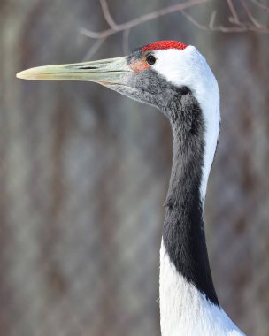 The red-crowned crane (Grus japonensis), also called the Manchurian crane or Japanese crane, is a large East Asian crane among the rarest cranes in the world. clipart