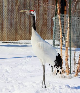 Kırmızı taçlı turna (Grus japonensis), aynı zamanda Mançurya vinci veya Japon turnası olarak da bilinir, dünyanın en nadir turnaları arasında yer alan büyük bir Doğu Asya turnamıdır..