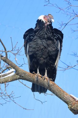 Andean condor Vultur gryphus is a South American bird in the New World vulture family Cathartidae and is the only member of the genus Vultur. clipart