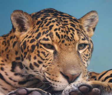 Jaguar is a cat, a feline in the Panthera genus only extant Panthera species native to the Americas. Jaguar is the third-largest feline after the tiger and lion clipart