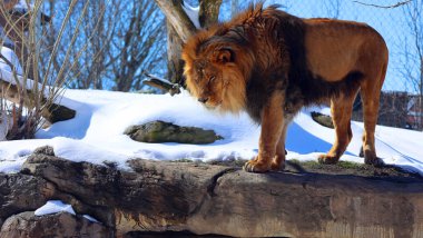 Kar aslanıyla oynamak, Panthera cinsindeki dört büyük kediden biri ve Felidae familyasının bir üyesidir. Kaplandan sonra yaşayan en büyük ikinci kedi.