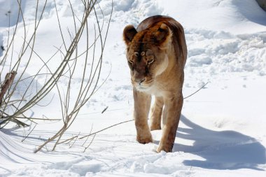 Kar aslanıyla oynamak, Panthera cinsindeki dört büyük kediden biri ve Felidae familyasının bir üyesidir. Kaplandan sonra yaşayan en büyük ikinci kedi.