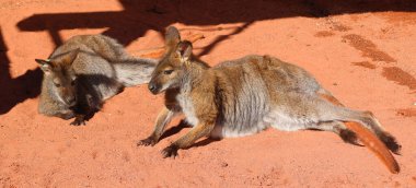 Kışın kanguru, bir kangurudan daha küçük olan ve aksi belirtilmemiş olan Makropodidae familyasına ait herhangi bir hayvandır..