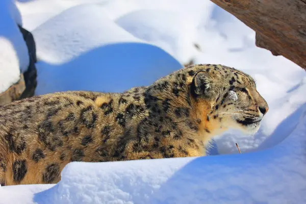 Kar leoparı, Orta ve Güney Asya 'nın sıradağlarına özgü büyük bir kedidir. Tehdit Altındaki Türlerin IUCN Kırmızı Listesi 'nde nesli tükenmekte olan türler listesinde yer alıyor.