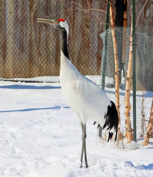 stock image The red-crowned crane (Grus japonensis), also called the Manchurian crane or Japanese crane, is a large East Asian crane among the rarest cranes in the world.