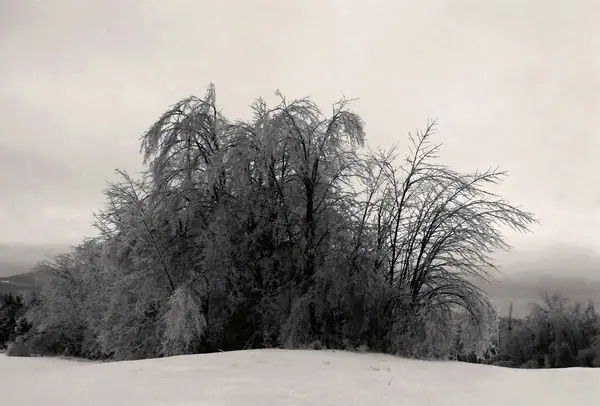 stock image Broken trees of North American Ice Storm of 1998 was a massive combination of five smaller successive ice storms in January 1998 that struck land from eastern Ontario to southern Quebec 