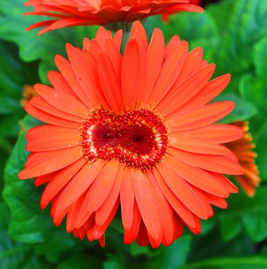 Güzel kırmızı çiçek, yakından.