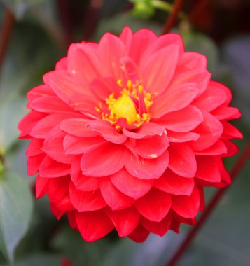 Bahçede kırmızı Dahlia çiçek yakın