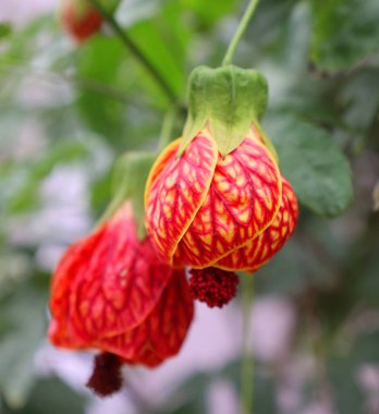 Abutilon pictum ya da Abutilon striatum kırmızı ven çiçeği Vietnam 'da Da Lat' ta yetişen abutilon, kırmızı ven Hint mallow, kırmızı damar çiçek açan akçaağaç, Çin-fener, kırmızı damar, Çin feneri.