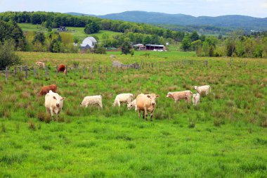 Brown Swiss ya da American Brown Swiss, Amerikan süt hayvanlarının bir türüdür. Avrupa 'nın Alp bölgesinin geleneksel üç amaçlı Braunvieh' inden türemiştir.,