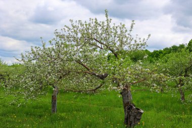 Çiçek açan elma ağaçları, gül familyasının en çok tatlı, pofuduk meyvesi olan elmalarıyla tanınan yaprak döken ağaçlarıdır. Dünya çapında bir meyve ağacı gibi işlenmiş.,