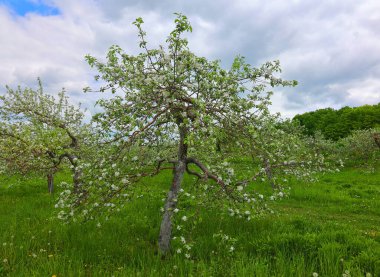 Elma ağacının çiçek açması, gül familyasının en çok tatlı, pofuduk meyvesi olan elmasıyla tanınan yaprak döken ağacıdır. Dünya çapında bir meyve ağacı gibi işlenmiş.,