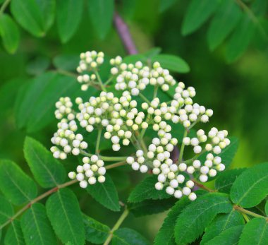 İlkbaharda kızıl dağ külleri açar.
