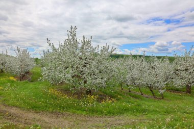 Elma bahçesinde bahar manzarası