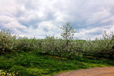 elma bahçesinde bahar zamanı
